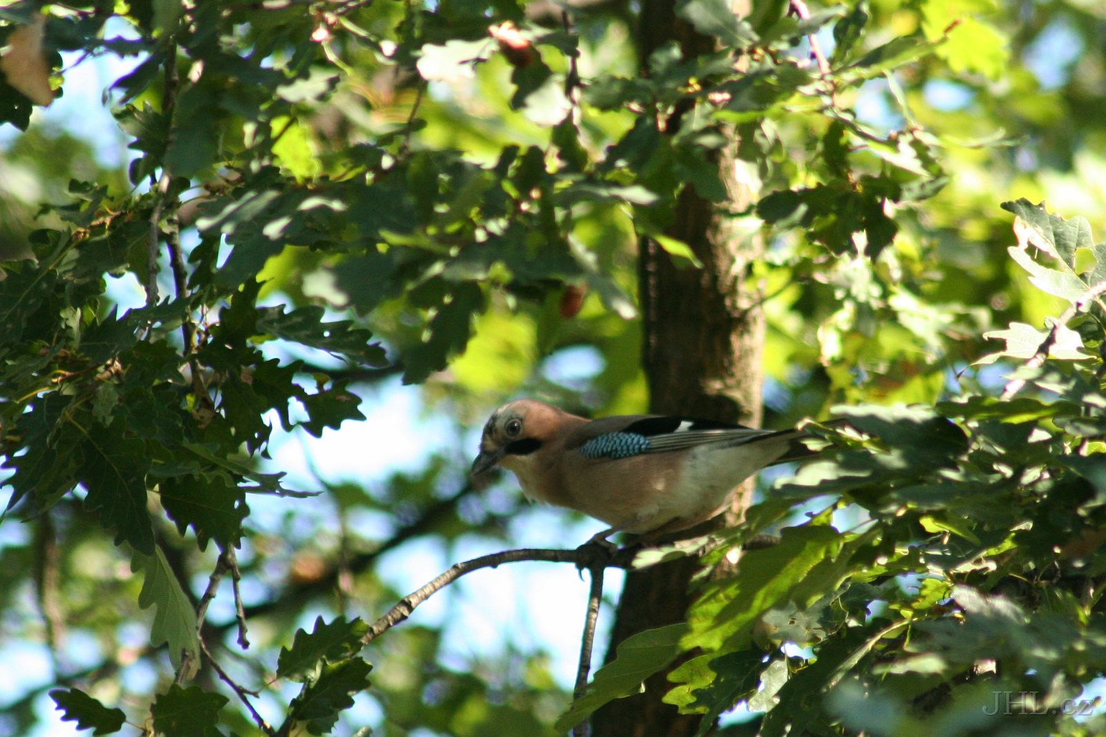 050918c186_u.jpg - Sojka je stromovým ptákem a jednotlivé páry si budují hnízda jen v lese, obyčejně na hustém a vysokém smrku.