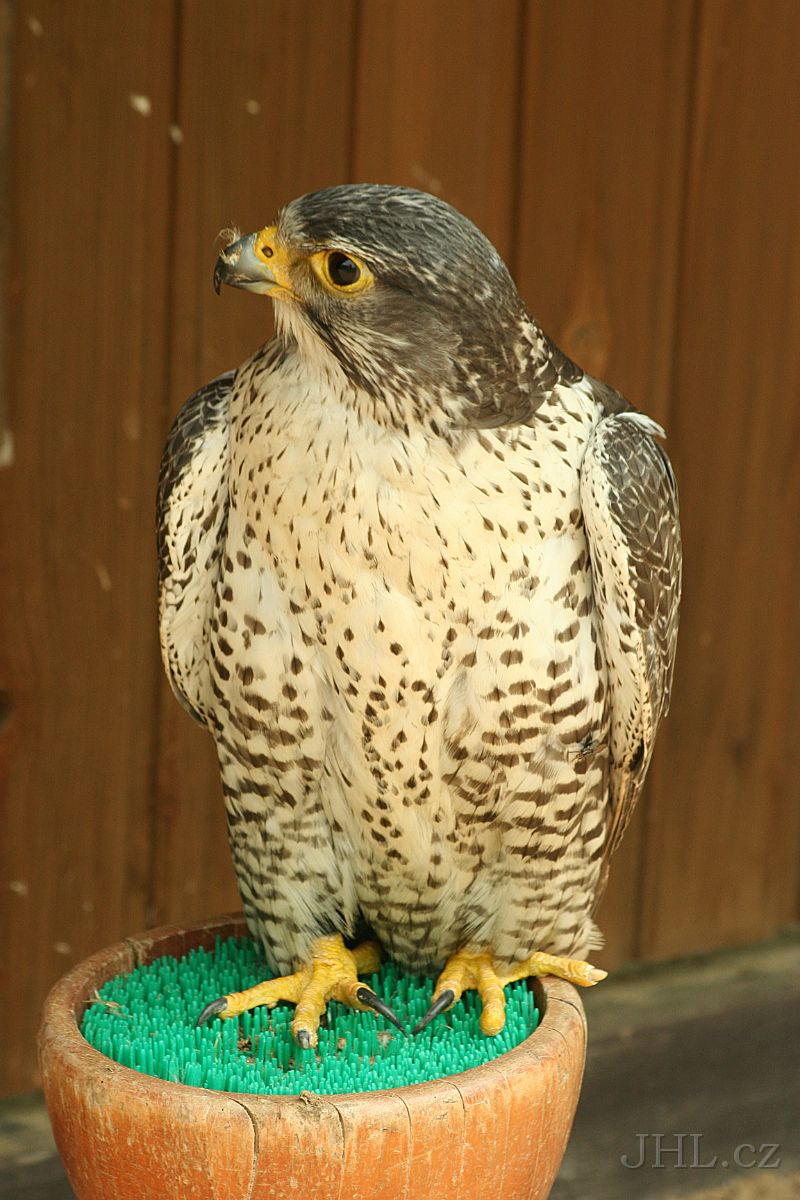 060617c029.JPG - obora Žleby - Sokol lovecký (Falco rusticolus)