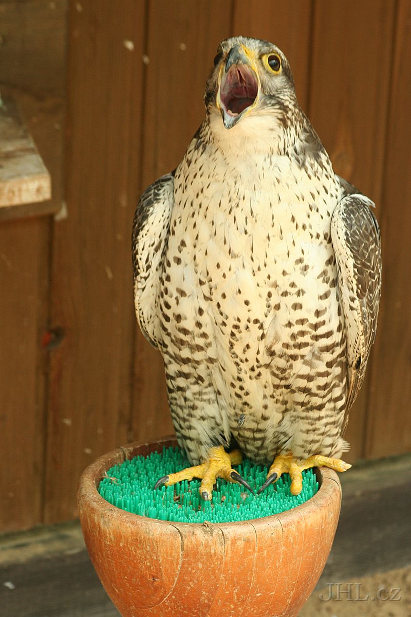 060617c030.JPG - obora Žleby - Sokol lovecký (Falco rusticolus)