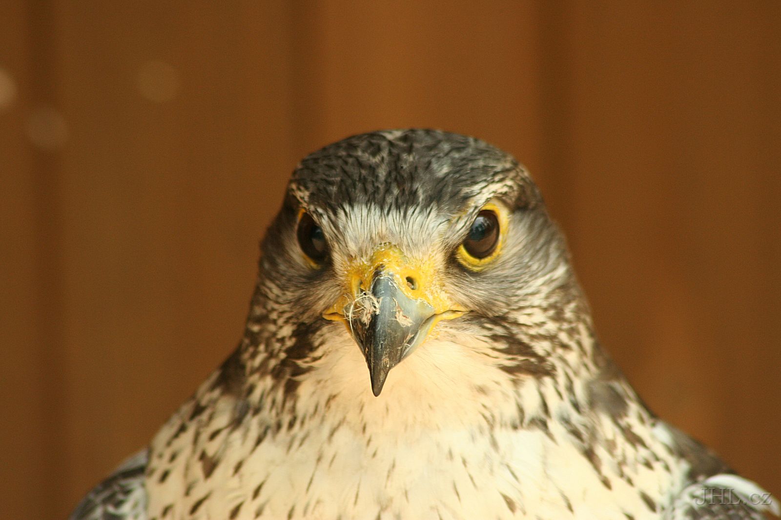 060617c037.JPG - obora Žleby - Sokol lovecký (Falco rusticolus)
