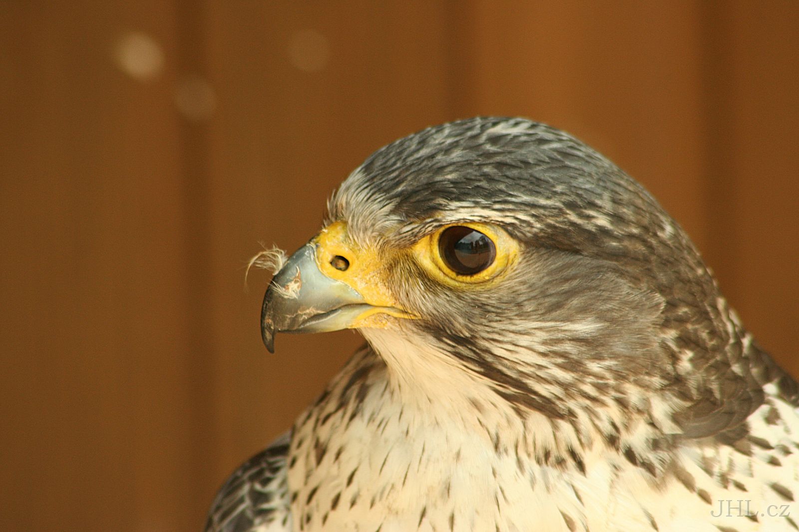 060617c039.JPG - obora Žleby - Sokol lovecký (Falco rusticolus)