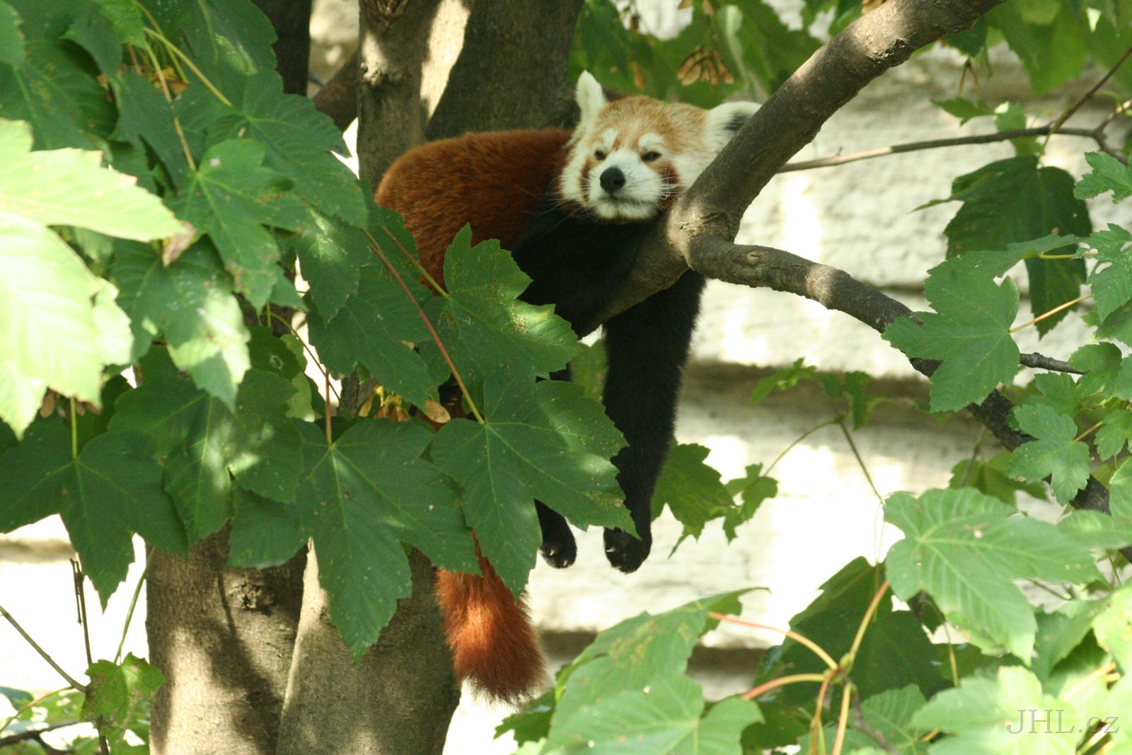 060917c532.JPG - Panda červená (Ailurus fulgens)