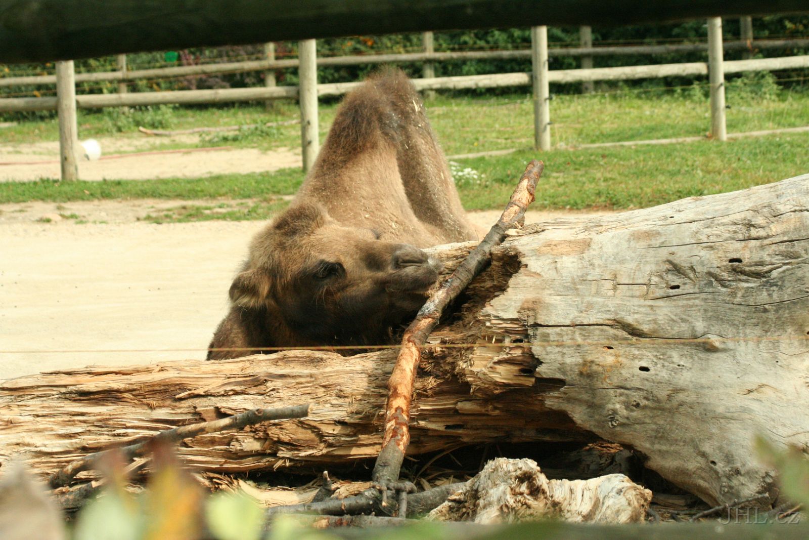060917c627.JPG - Velbloud dvouhrbý (Camelus ferus f. bactrianus)