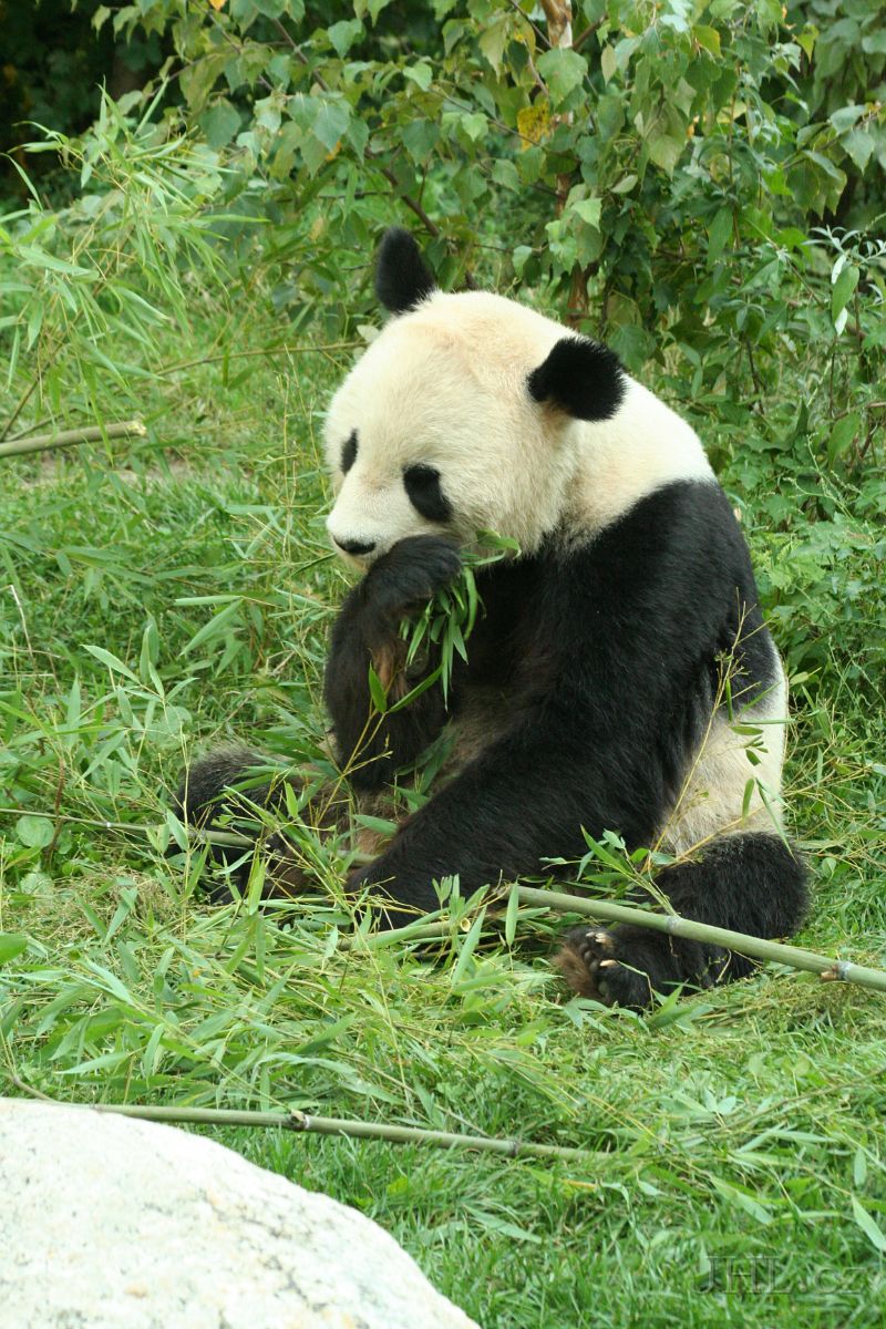 060917c667.JPG - Panda velká - pochází z centrální Číny. Žije v hornatých oblastech jako Sečuán a Tibet.