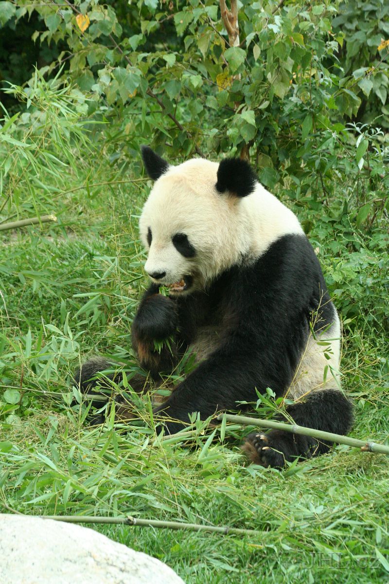 060917c669.JPG - Panda velká (Ailuropoda melanoleuca)