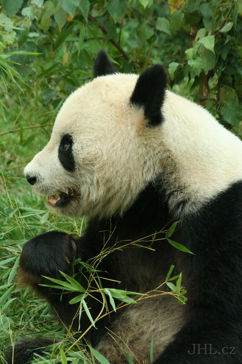 060917c670.JPG - Panda velká (Ailuropoda melanoleuca)