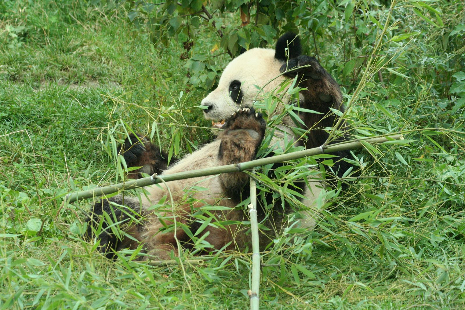 060917c696.JPG - Panda velká (Ailuropoda melanoleuca)