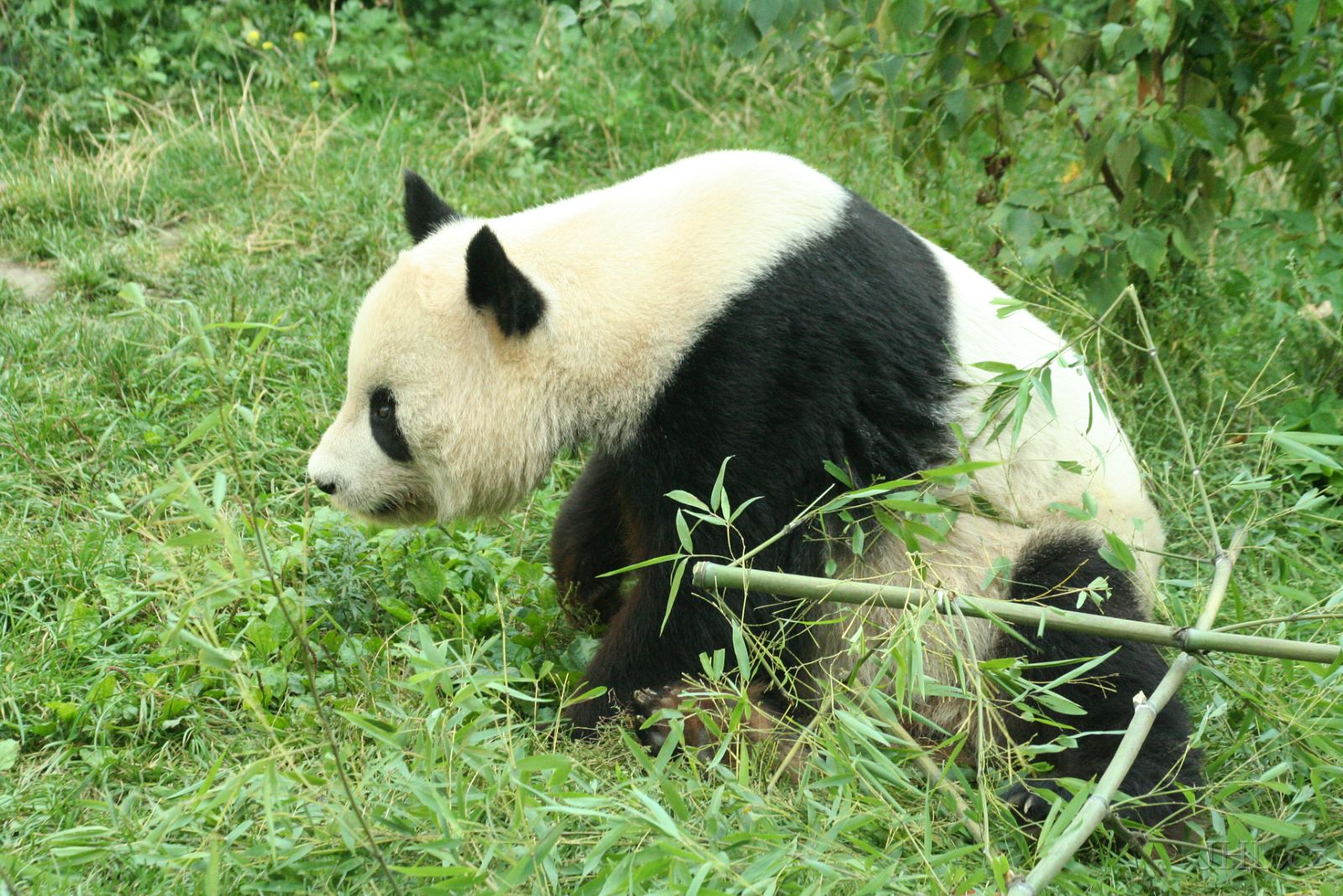 060917c699.JPG - Panda velká (Ailuropoda melanoleuca)