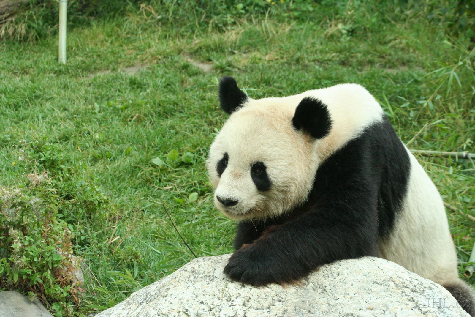 060917c705.JPG - Panda velká (Ailuropoda melanoleuca)