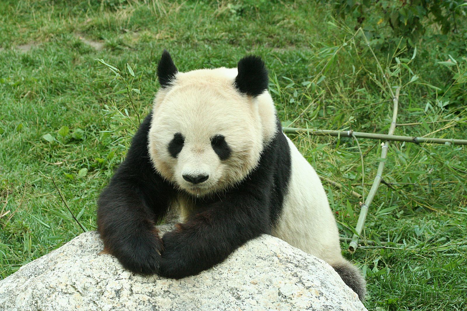 060917c708.JPG - Panda velká (Ailuropoda melanoleuca)