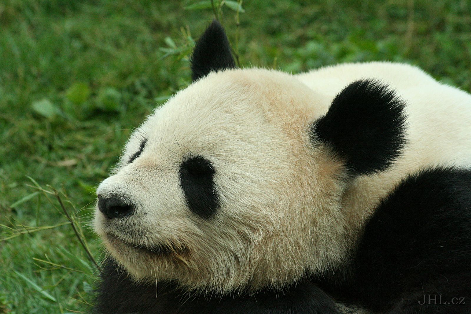 060917c715.JPG - Panda velká (Ailuropoda melanoleuca)