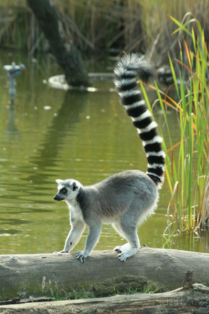 060917c817.JPG - Lemur Kata (Lemur catta)