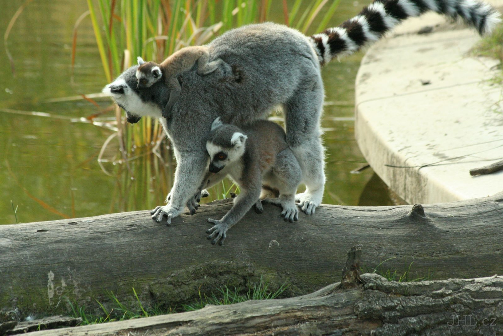 060917c863.JPG - Lemur Kata (Lemur catta)