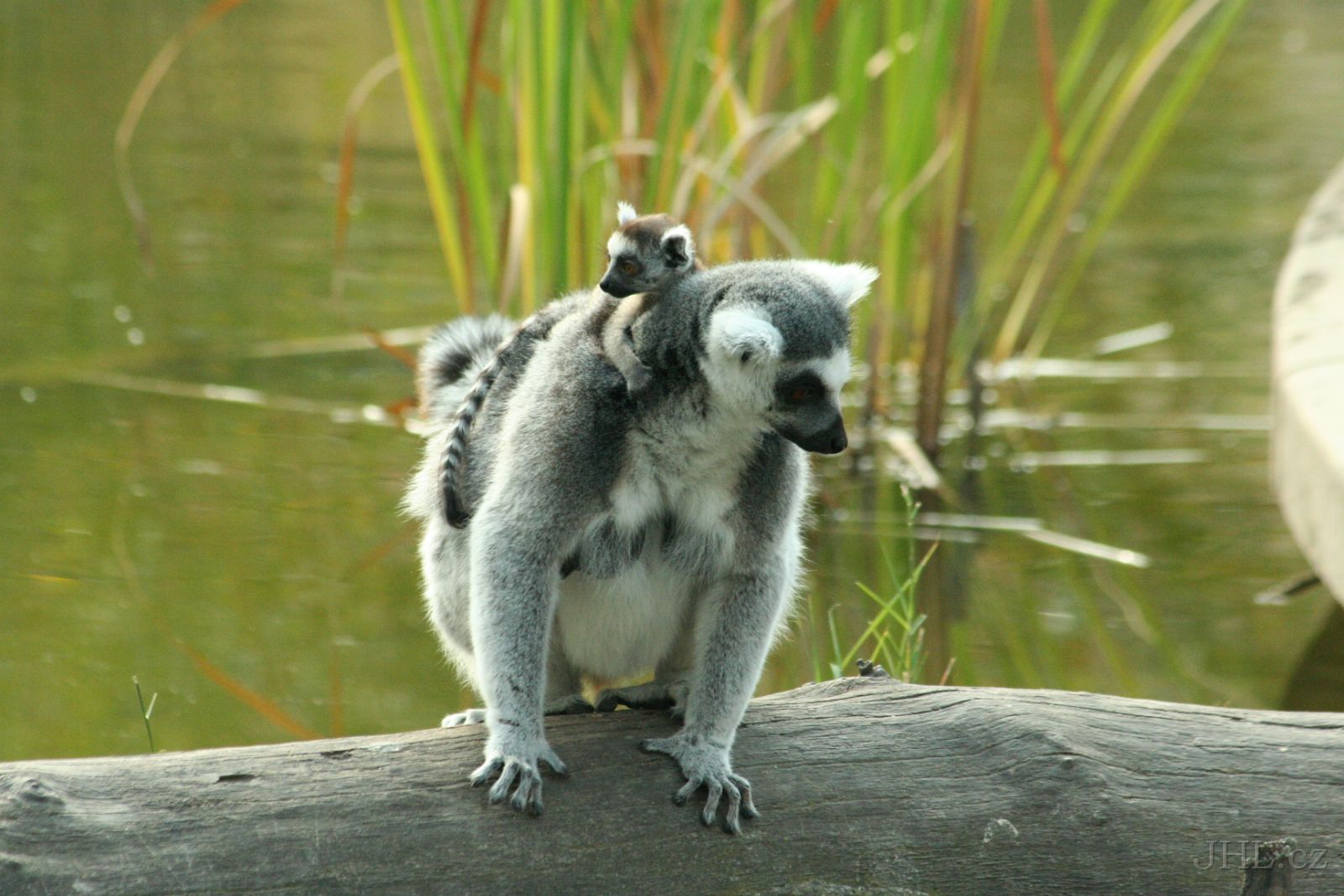 060917c865.JPG - Lemur Kata (Lemur catta)