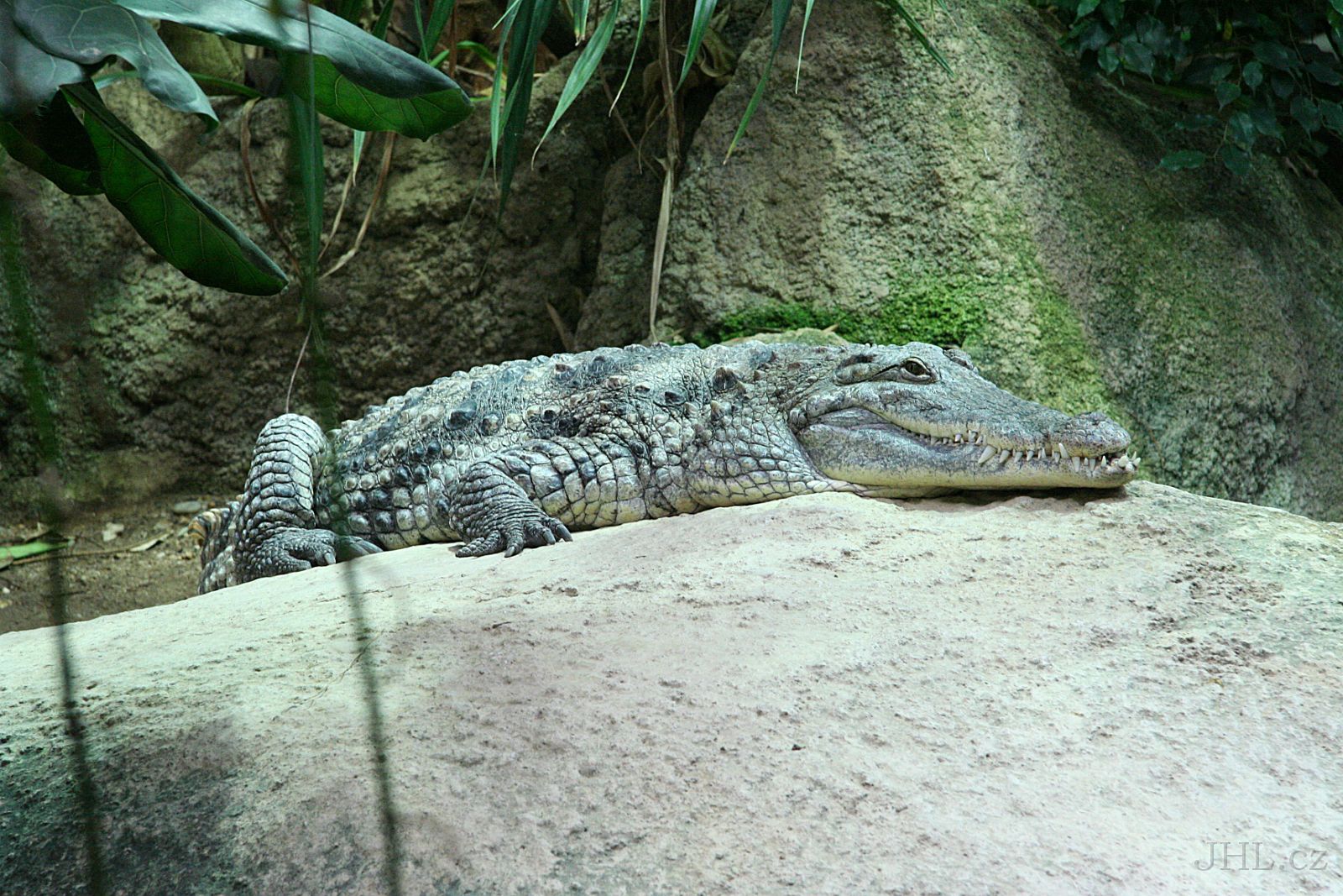 060917c916.JPG - Krokodýl nilský (Crocodilus niloticus)