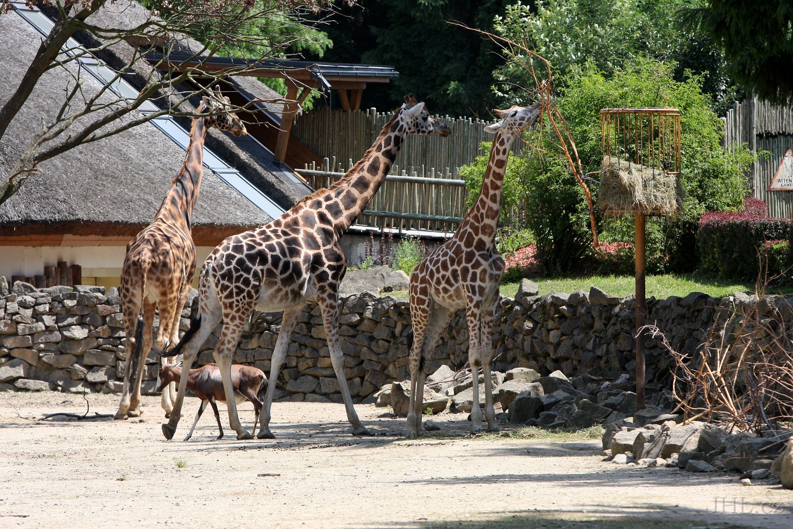 140619cc029.JPG - Žirafa Rothschildova (Giraffa camelopardalis rothschildi)