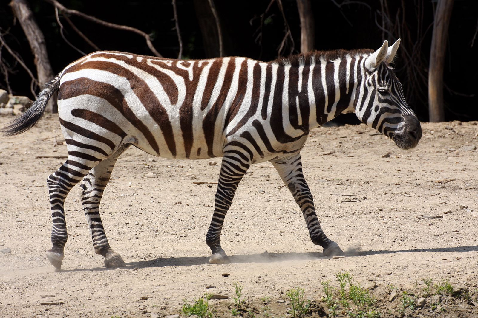 140619cc076.JPG - Zebra stepní bezhřívá (Equus burchellii cunninghami)