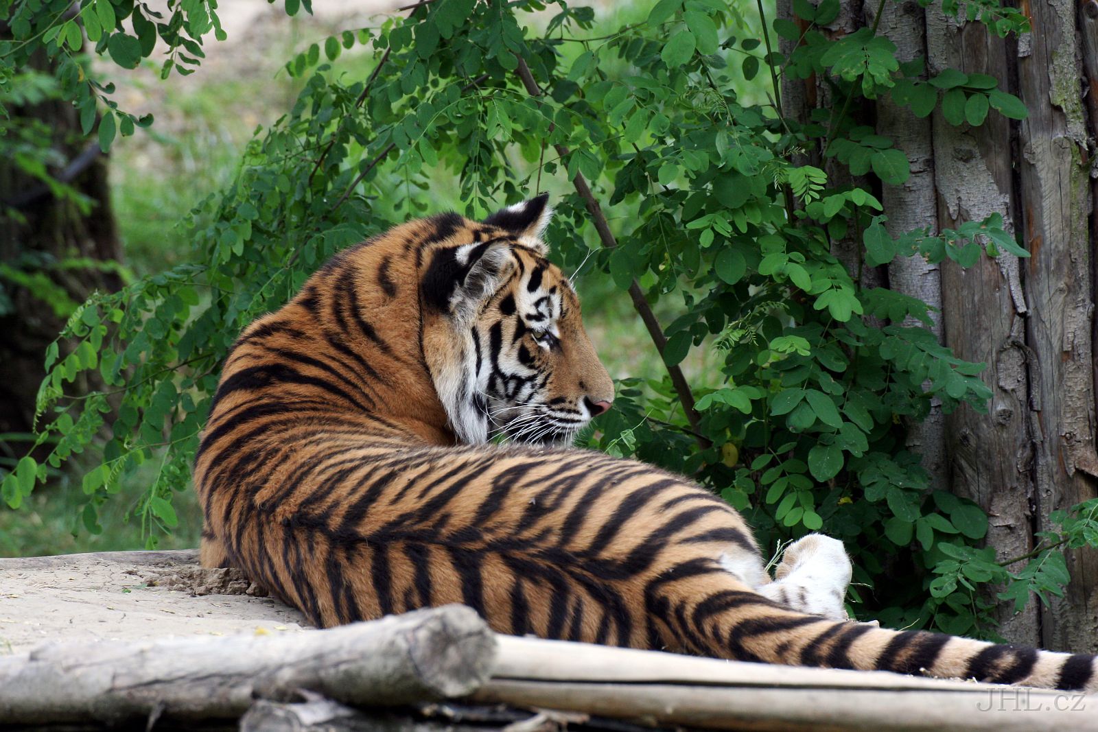 140619cc121.JPG - Tygr ussurijský = sibiřský (Panthera tigris altaica) 
