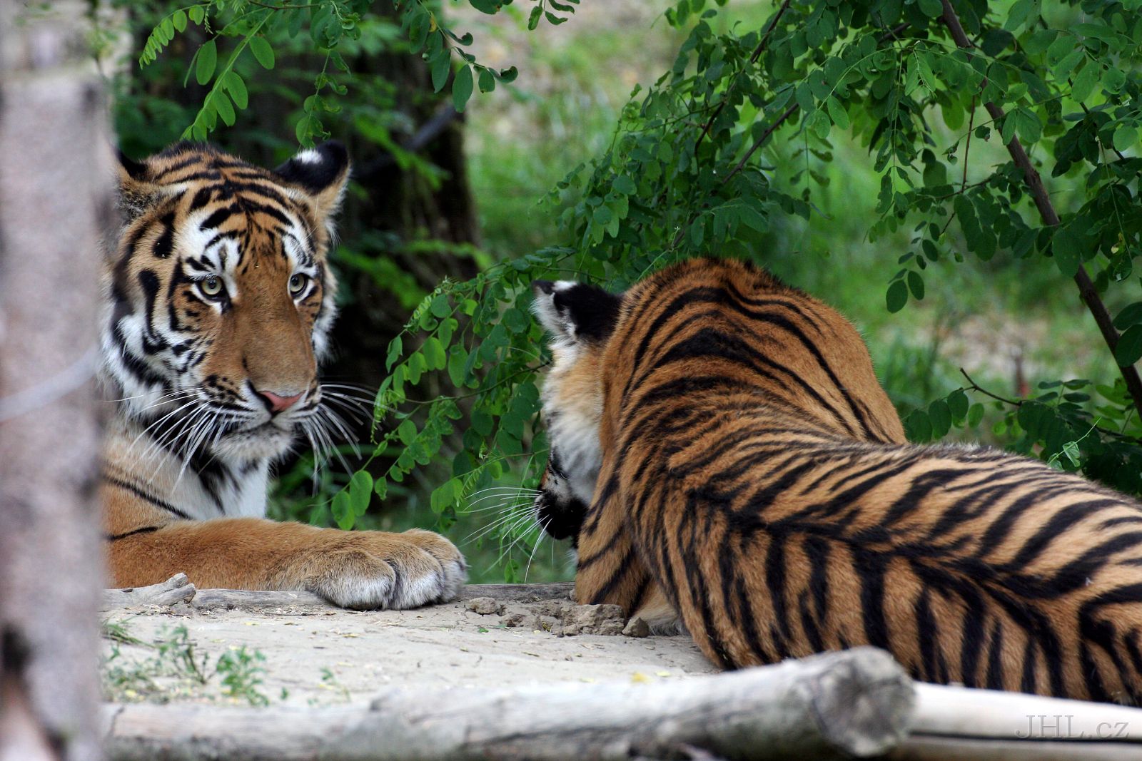 140619cc126.JPG - Tygr ussurijský = sibiřský (Panthera tigris altaica) 