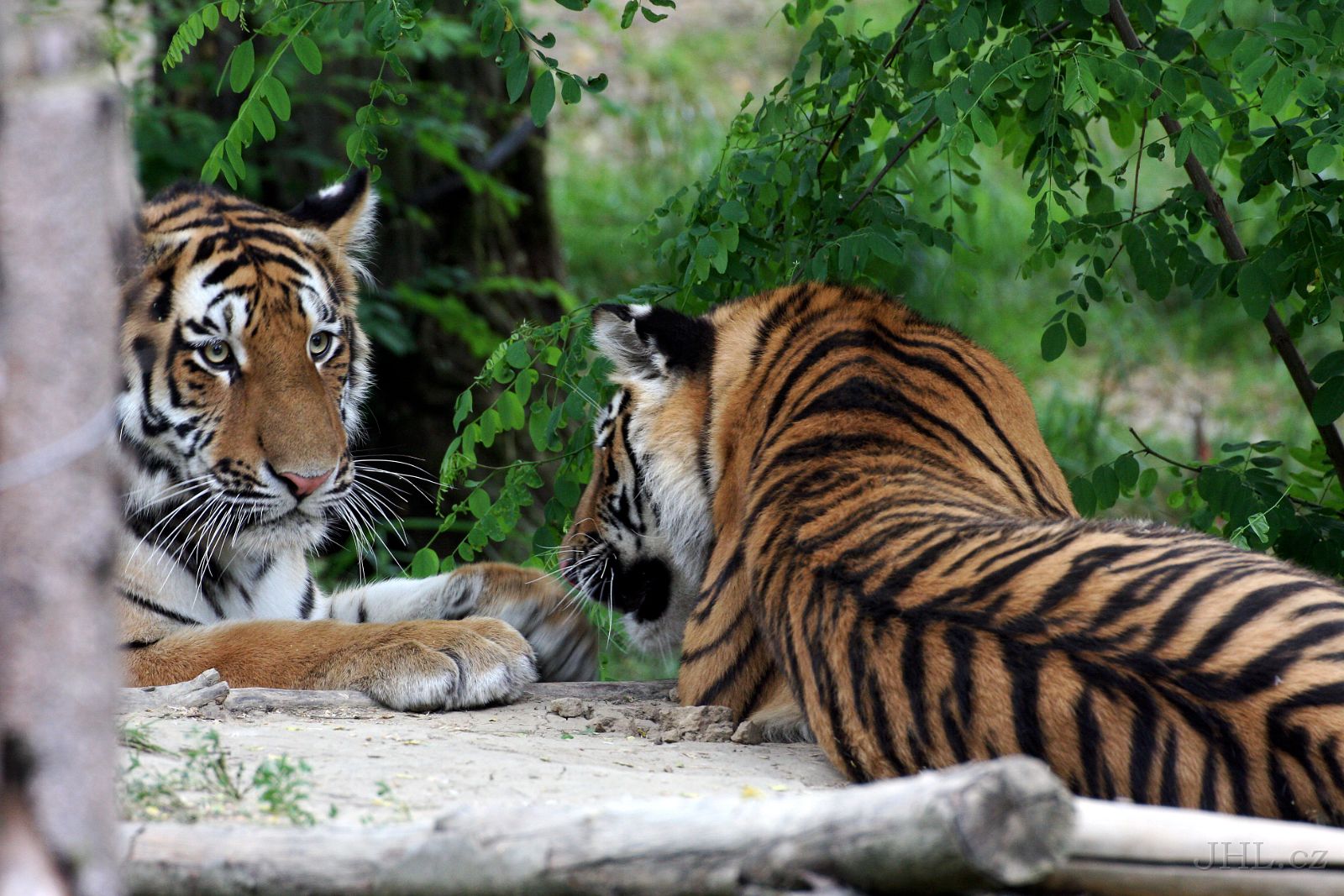 140619cc127.JPG - Tygr ussurijský = sibiřský (Panthera tigris altaica) 