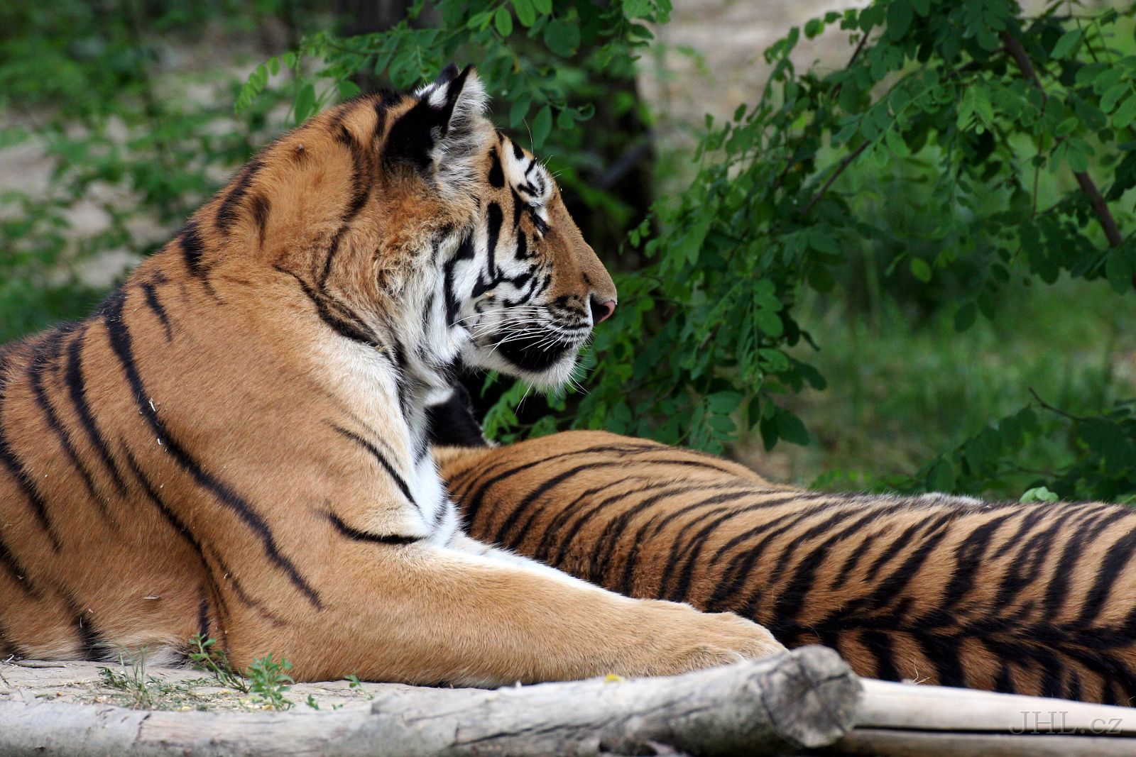 140619cc132.JPG - Tygr ussurijský = sibiřský (Panthera tigris altaica) 