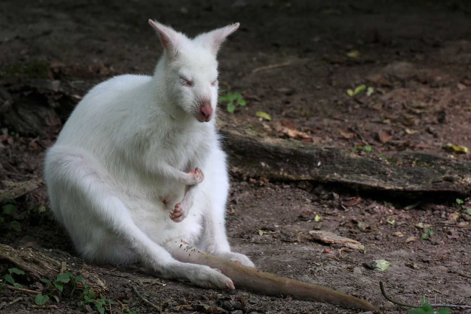 140619cc142.JPG - Klokan rudokrký (Macropus rufogriseus) - albín