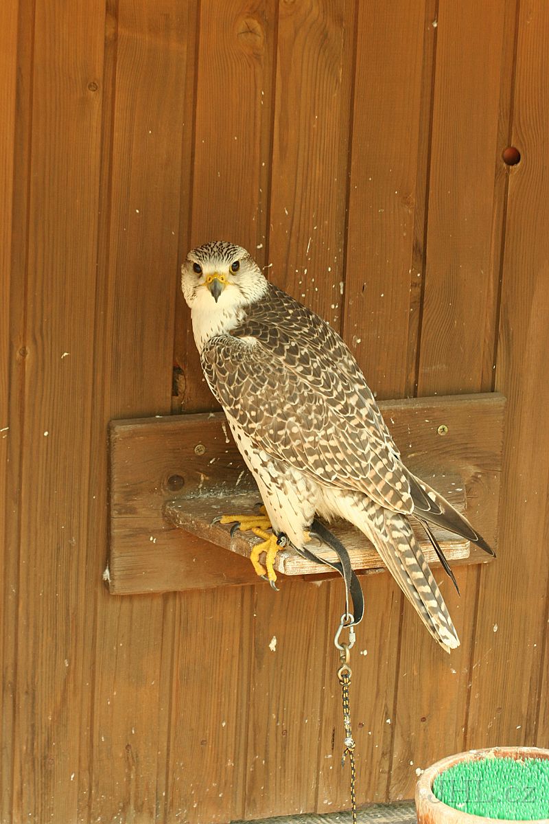 060617c025.JPG - obora Žleby - Sokol lovecký (Falco rusticolus)
